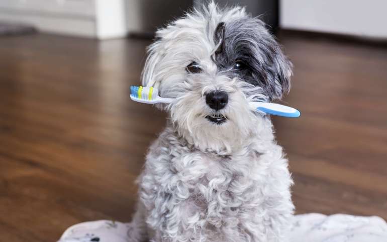 Porter le masque comme se brosser les dents!